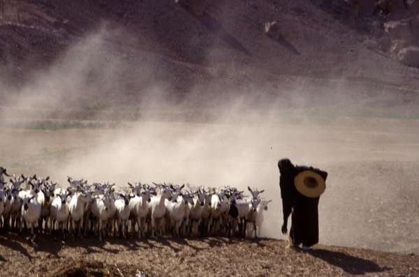 photo of Yemen, Wadi Hadramaut (Hadramaout, Hadhramawt), Yemeni woman with goats herd