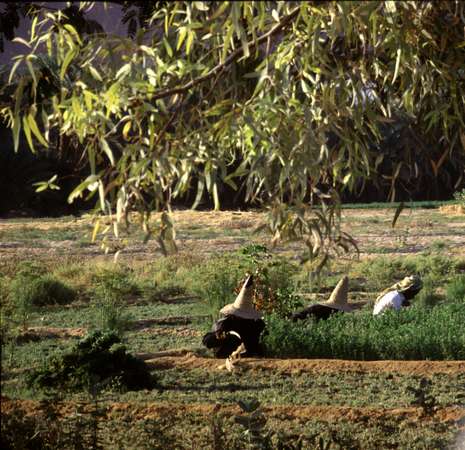 photo of Yemen, Wadi Hadramaut, women with high straw hats working in the fields