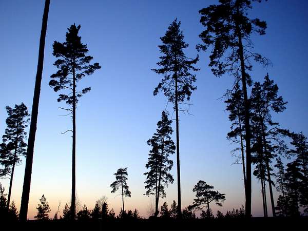 photo of Sweden, around Stockholm, Tyresta National Park, pine trees at sunset in a Swedish forest