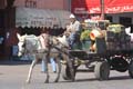 marrakesh-horse-carriage-6399